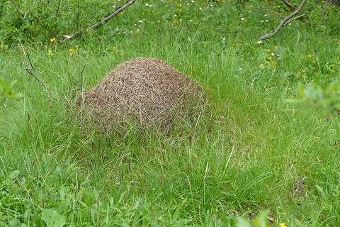 anthill: a cone-shaped structure built from sediment and other available materials by ants or white ants...