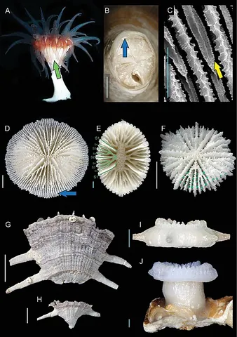 anthocaulus: a polyp that develops asexually on the skeletons of some coral species