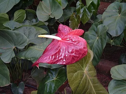 anthurium: any of several tropical American evergreen plants, of the genus Anthurium, grown for their...
