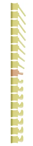 anticlinal vertebra: the vertebra in a vertebral column which has a spinous process (spine) towards which the spines of...