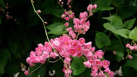 antigonon: any of three American vines, of the genus Antigonon, including the chain of hearts and the coral...
