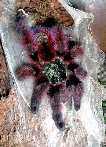 antilles pinktoe tarantula: caribena versicolor, a species of arboreal tarantula native to Martinique in the Caribbean Sea