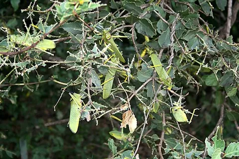 antilocust: destroying or opposing locusts