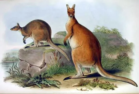 antilopine kangaroo: a kangaroo of species Macropus antilopinus, found in northern Australia