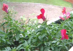 antirrhinum: any plant of the genus Antirrhinum of snapdragons