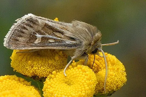 antler moth: a noctuid moth of species Cerapteryx graminis