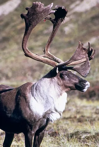 antler: a deciduous branching and bony structure on the head of deer (Cervidae), normally in pairs, grown...