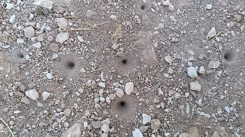 antlion: any of various species of insects, many of them nocturnal, in the family Myrmeleontidae. The adults...