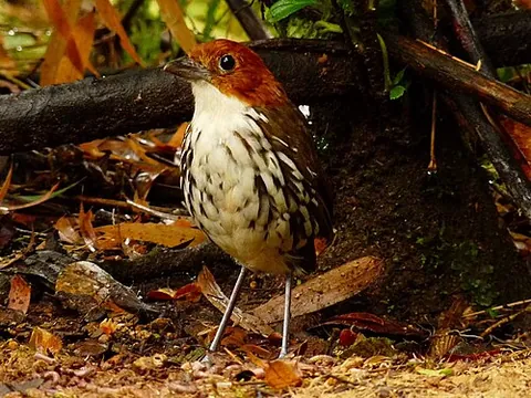 antpitta: any of the small, insect-eating passerine birds in family Grallariidae, of subtropical and tropical...