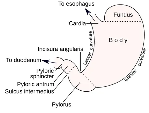 antrum: a bodily cavity, especially one having bony walls, especially one in the sinuses
