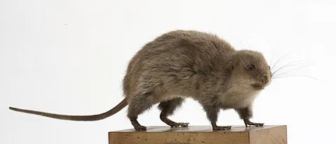 antsangy: any Malagasy rodent of the genus Brachytarsomys