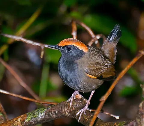 antthrush: any of the tropical birds in the family Formicariidae, found in Central and South America