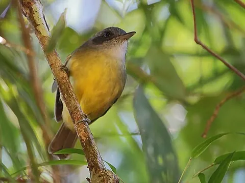 antvireo: any of eight species of birds in the genus Dysithamnus