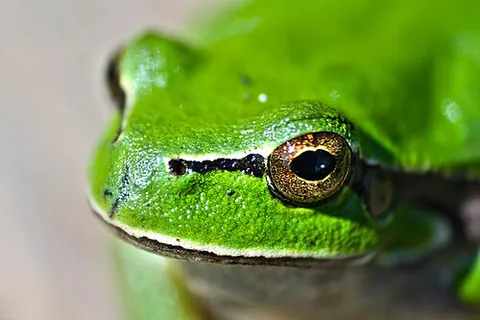 anuran: any amphibian of the order Anura: any frog (narrow sense) or toad