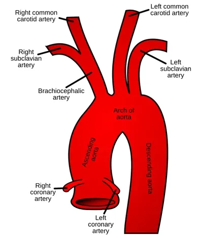 aortic arch: the curving portion of the aorta that bends between the ascending aorta and the descending aorta,...