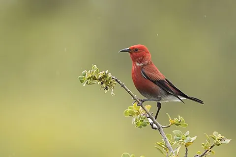 apapane: a member of the bright red species of honeycreeper, Himatione sanguinea, found in Hawaii