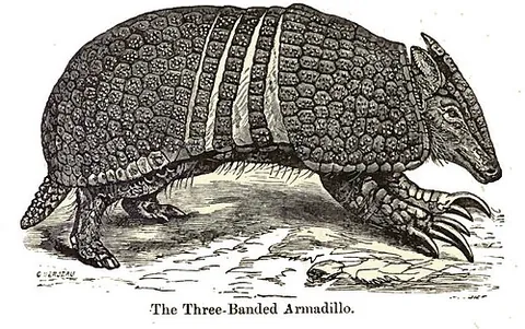 apar: the three-banded armadillo, Tolypeutes matacus
