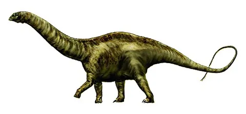 apatosaur: a large, herbivorous, gregarious sauropod dinosaur, of the genus Apatosaurus, from Jurassic North...