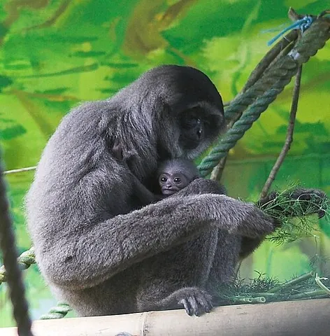 ape: an anthropoid of the superfamily Hominoidea, generally larger than monkeys and distinguished from...