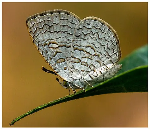 apefly: a small lycaenid butterfly native to South- and Southeast Asia, Spalgis epius, whose pupa is said...