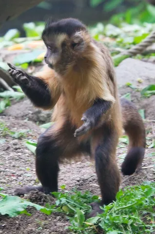 apelloid: any capuchin monkey of the species Cebus apella or of the new genus Sapajus