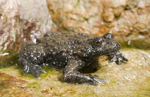 apennine yellow-bellied toad: bombina pachypus, a species of toad found in Italy