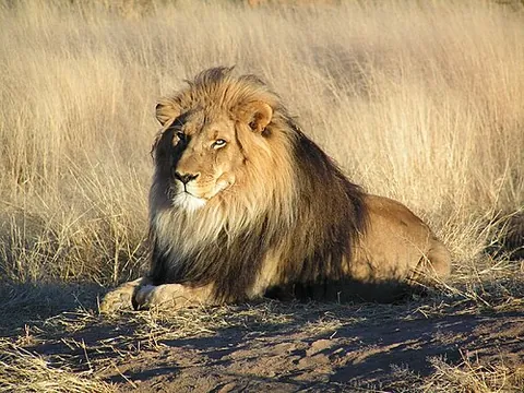 apex predator: an animal atop the food chain, preying on another animals, and not itself preyed upon