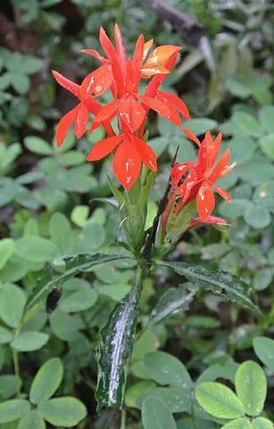 aphelandra: any of the tropical evergreen shrubs in the genus Aphelandra