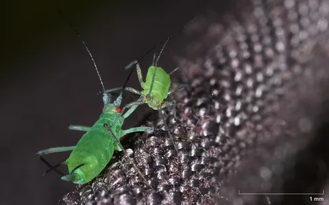 aphid: a sap-sucking insect pest of the superfamily Aphidoidea; an aphidian