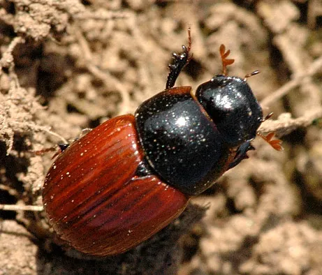 aphodiid: any beetle of the subfamily Aphodiinae (family Scarabaeidae)