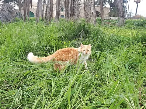 aphrodite giant: a large domestic cat breed from Cyprus