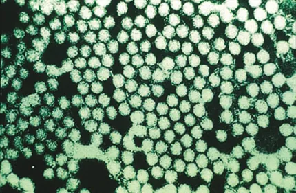 aphthovirus: any of a group of viruses, of the genus Aphthovirus, responsible for diseases such as foot and mouth