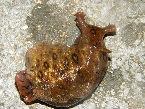 aplysia: any sea slug of the genus Aplysia