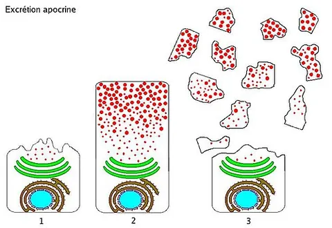 apocrine: of or pertaining to an apocrine gland or to its mode of secretion, which involves the budding of...