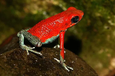 aposematism: an adaptation, especially a form of coloration, that warns off potential predators