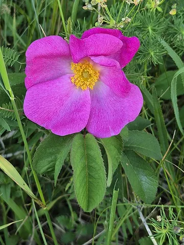 apothecary rose: a plant of an ancient cultivated variety of gallica rose, Rosa gallica var. officinalis