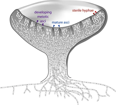 apothecium: a type of fructification of some ascomycete fungi, forming cyst structures of various shapes. Often...