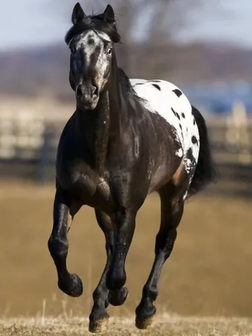 appaloosa: a horse of a breed best known for its colorful spotted coat pattern