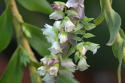 appendicula: synonym of appendicle