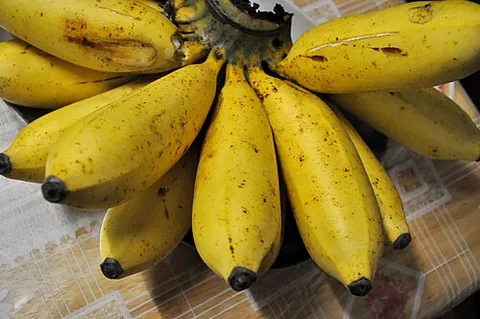 apple banana: a type of small-fruited banana with a sweet, tangy flavor (Musa acuminata × Musa balbisiana)