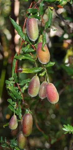 apple-berry: a vine or low shrub native to Australia, Billardiera scandens in the taxonomic family...
