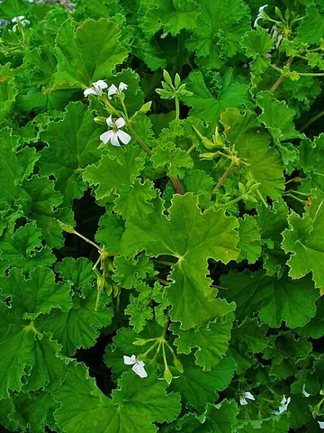 apple geranium: a low-growing, moisture-loving species of geranium with leaves that have a powdery texture and a...