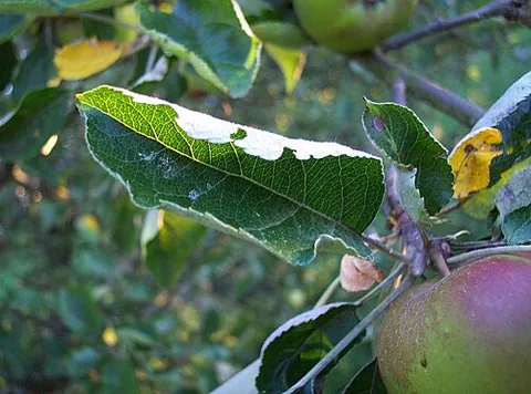apple leaf midge: a pest of apple trees (Dasineura mali, syns. Sciara mali, Malobrus mali, Perrisia mali)