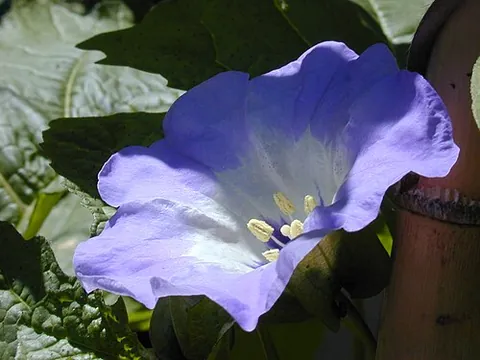 apple of peru: the flowering plant Nicandra physalodes of the nightshade family
