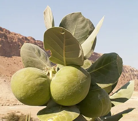 apple of sodom: a gigantic tree supposed to have grown on the site of the destroyed cities Sodom and Gomorrah (see...