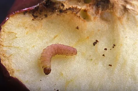 apple worm: the larva of the codling moth (Cydia pomonella)