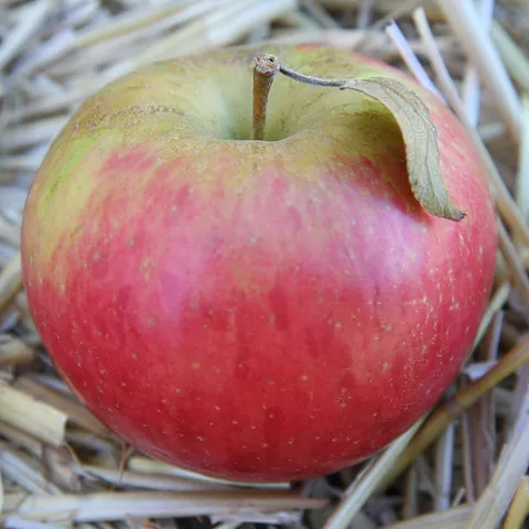 apple: a common, firm, round fruit produced by a tree of the genus Malus