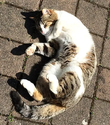 apricate: to bask in the sun