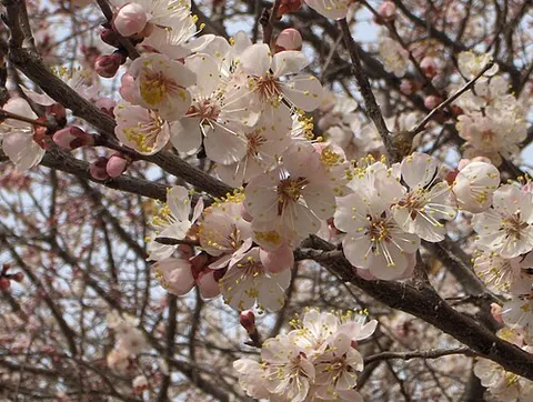 apricot tree: a fruit tree which bears apricots; Prunus armeniaca