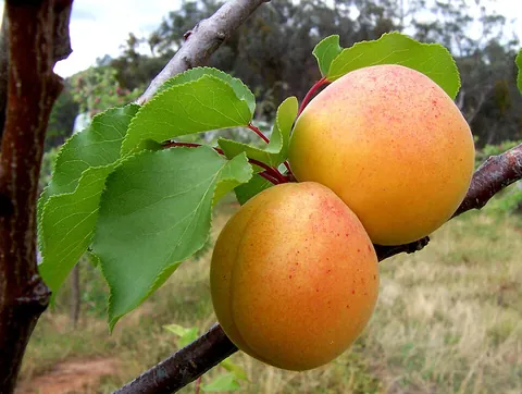 apricot: a round sweet and juicy stone fruit, resembling peach or plum in taste, with a yellow-orange flesh,...